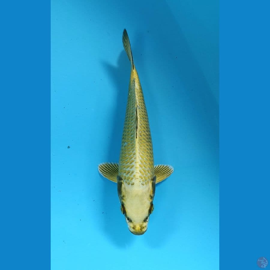 mukasi 27cm