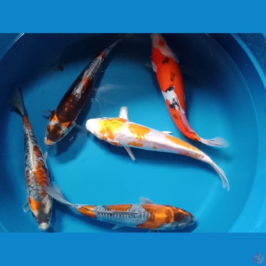 Mix
