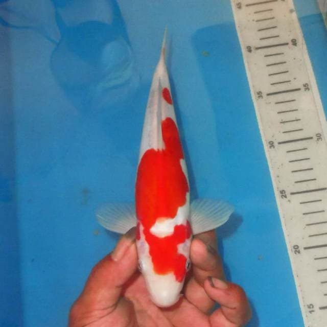 KOHAKU ANTIK