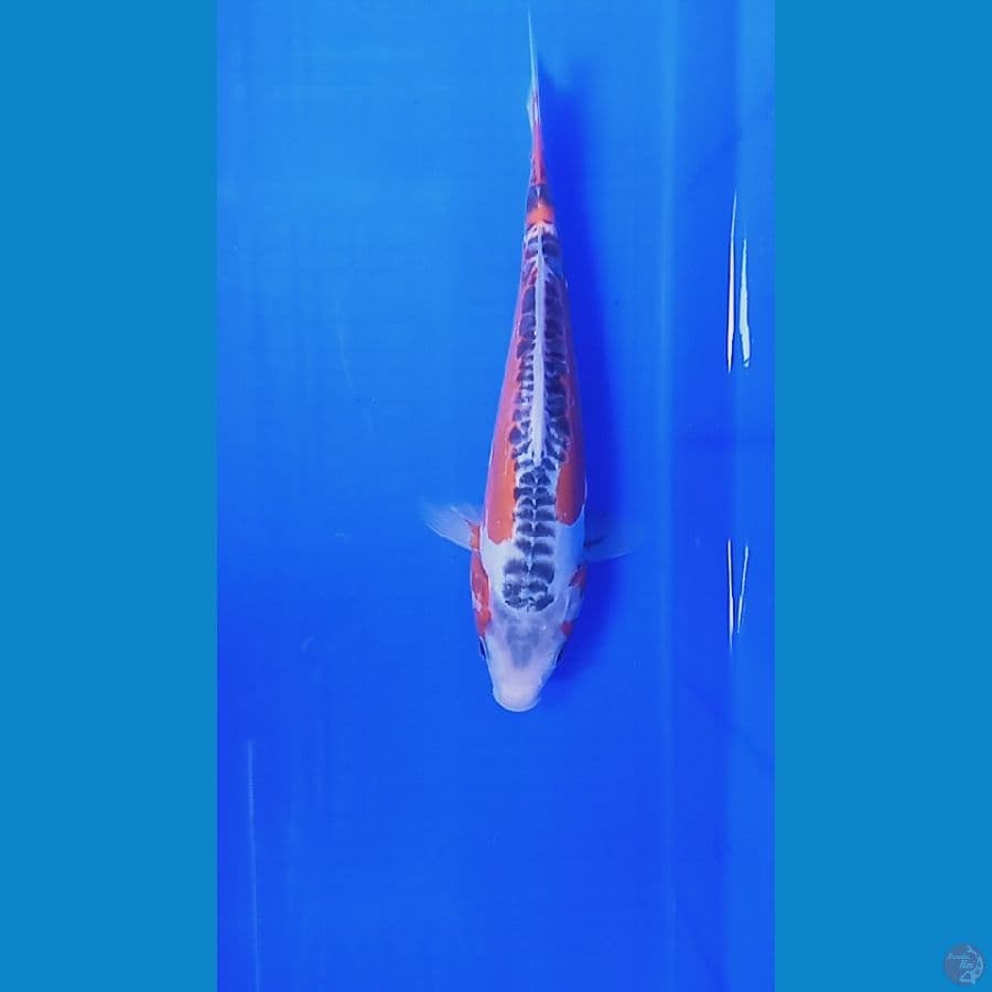 26 cm shusui