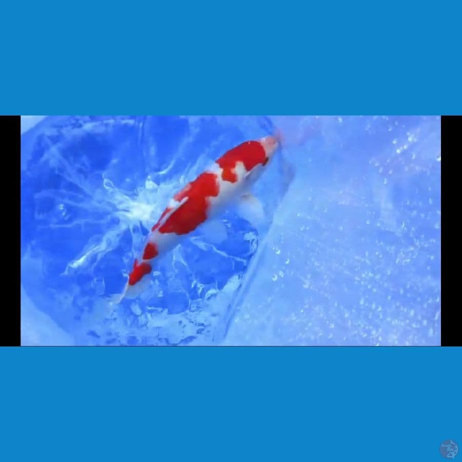 MKC KOI GRUB