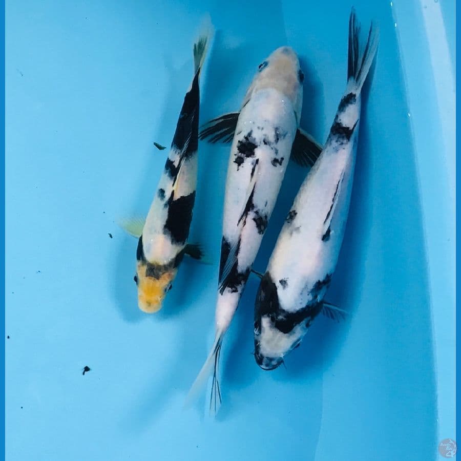 paket shiro, 20-25 cm