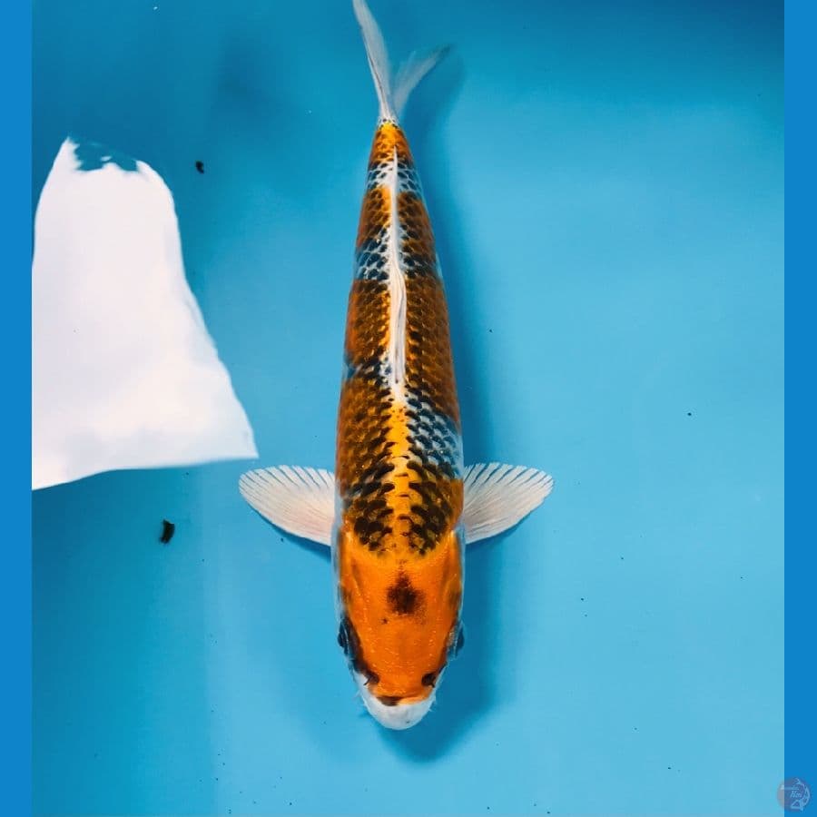 kujaku, 25 cm