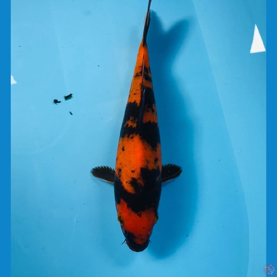 hi utsuri, 20 cm