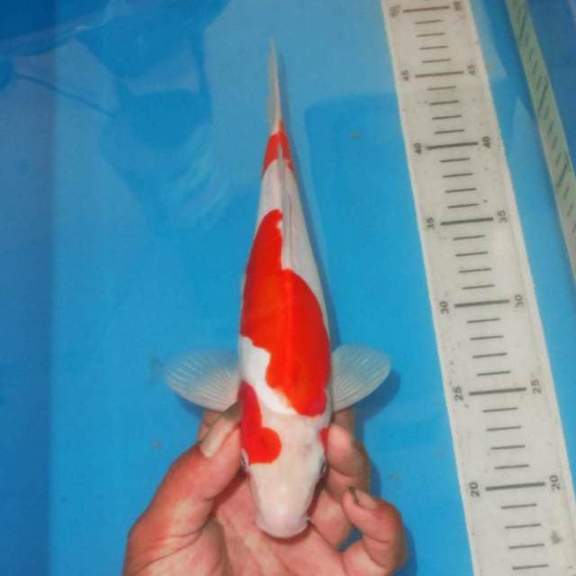 KOHAKU SP