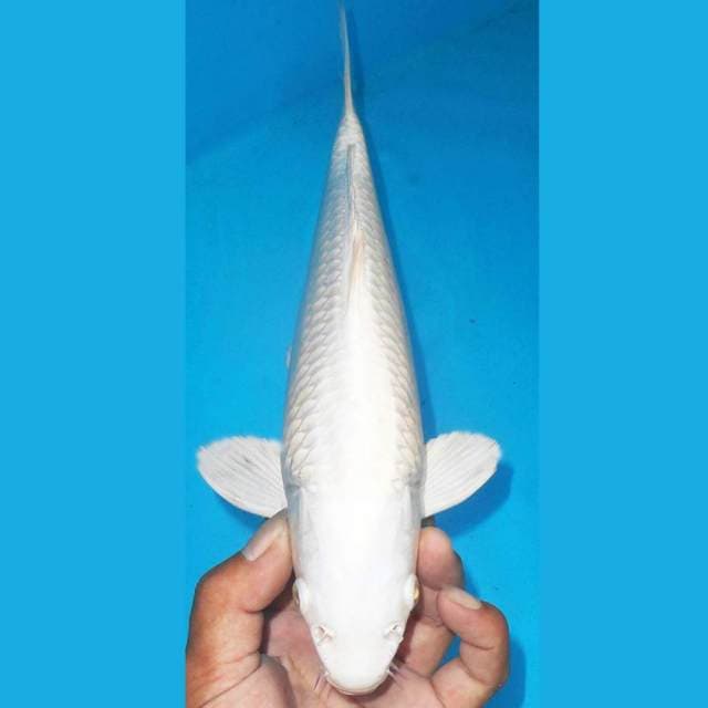 PLATINUM SUPER WHITE