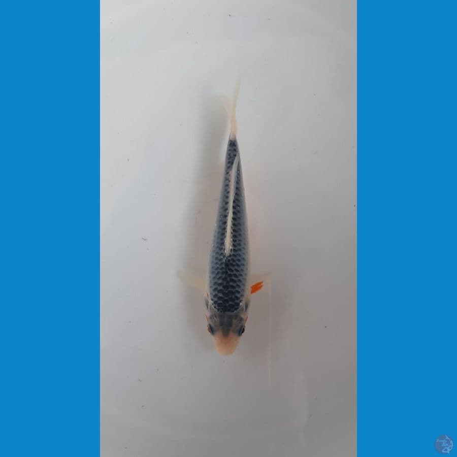 Asagi 12cm