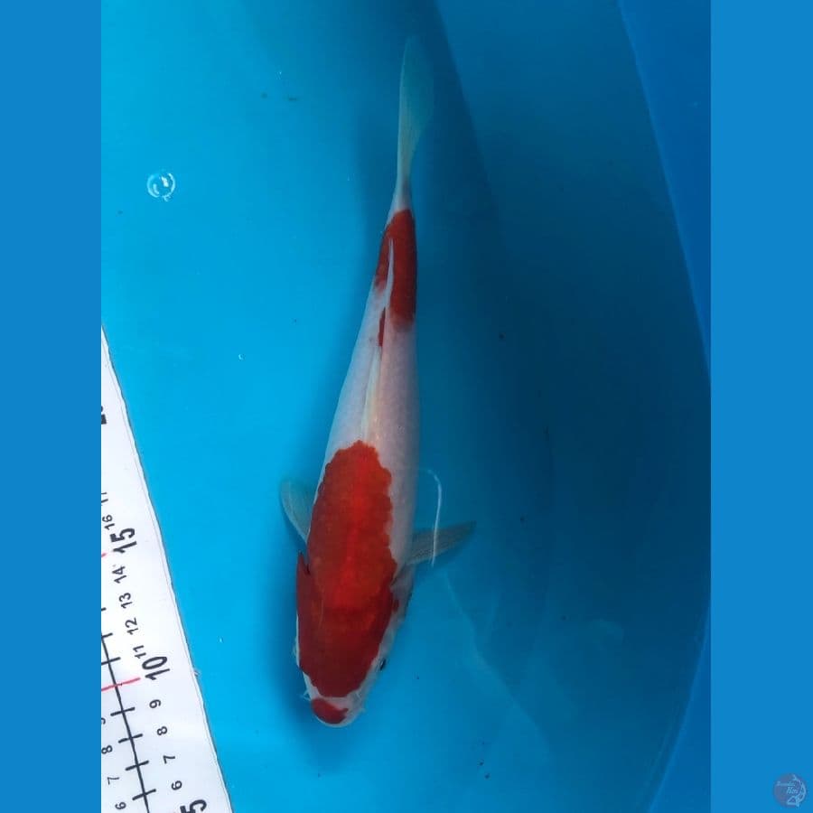 kohaku kucibeni 2 step