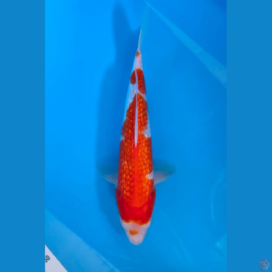 1. Kohaku Gindrin