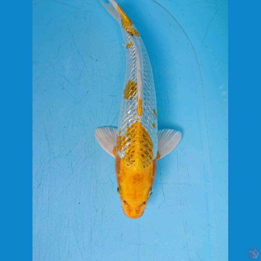 GINRIN ANTIK 32 cm