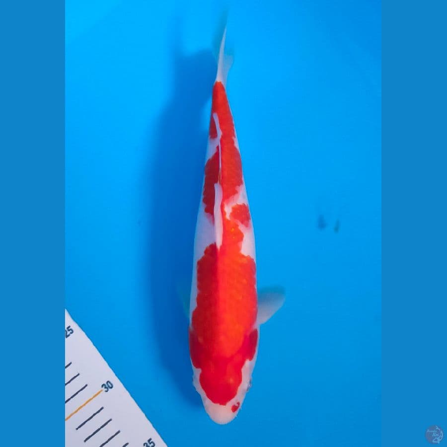7. Kohaku