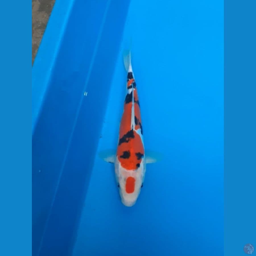 sanke 27cm