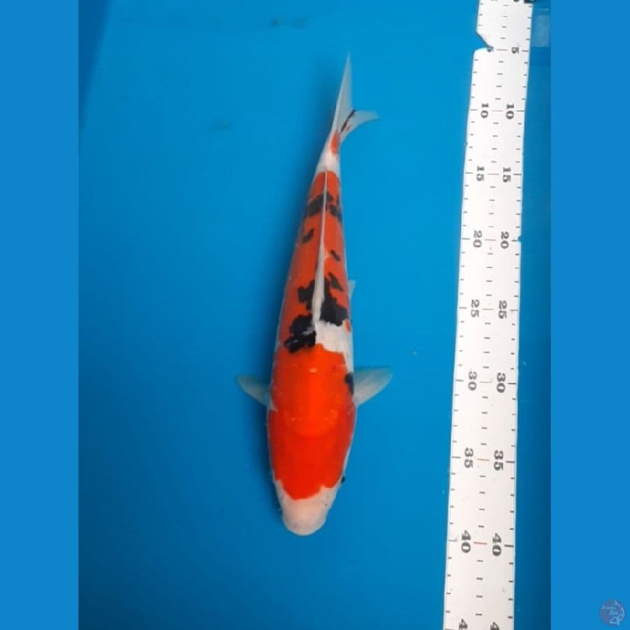 sanke 32cm