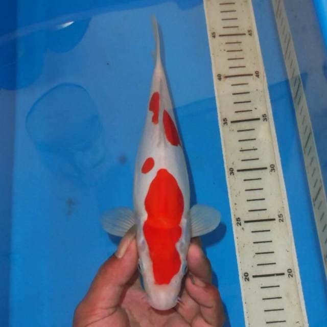 KOHAKU TP