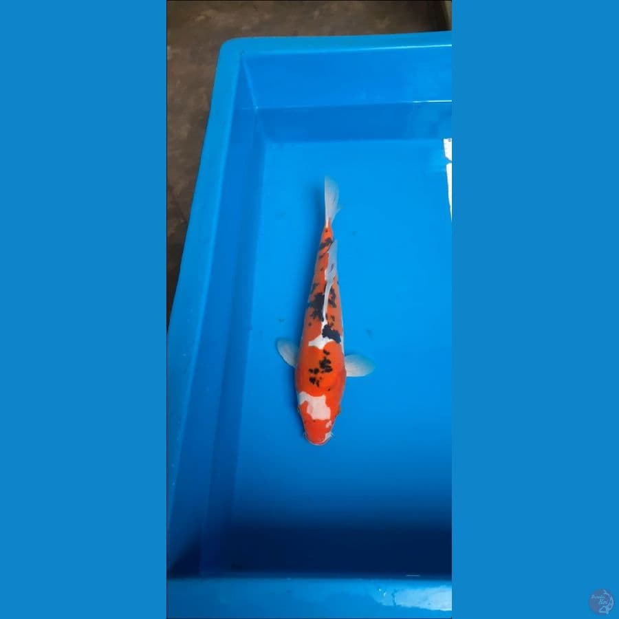 sanke 35cm