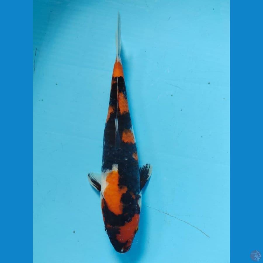 showa garang male 33cm