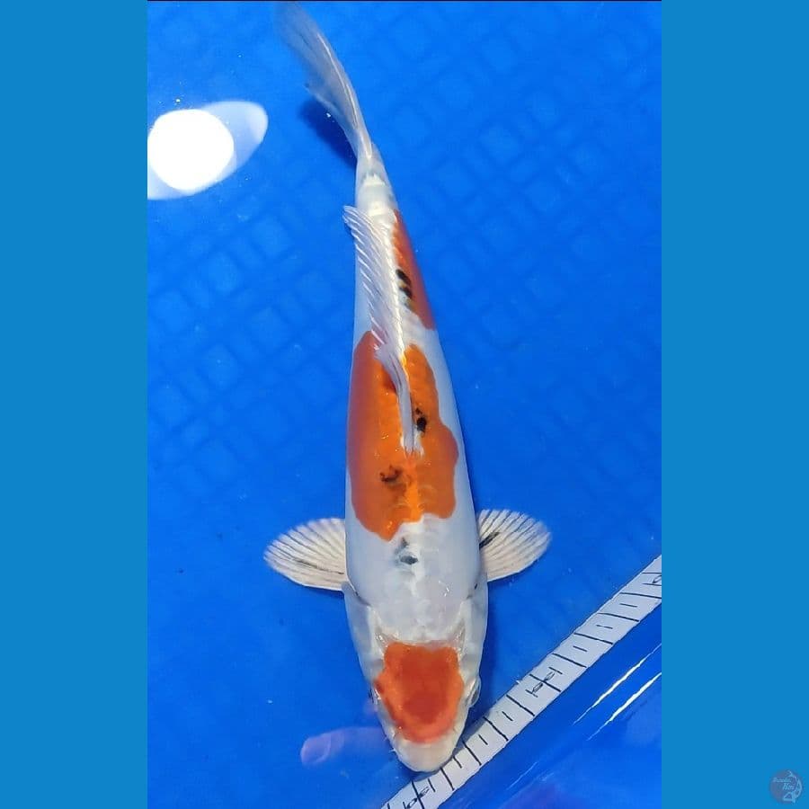 MARUTEN SANKE DOITSU 26cm