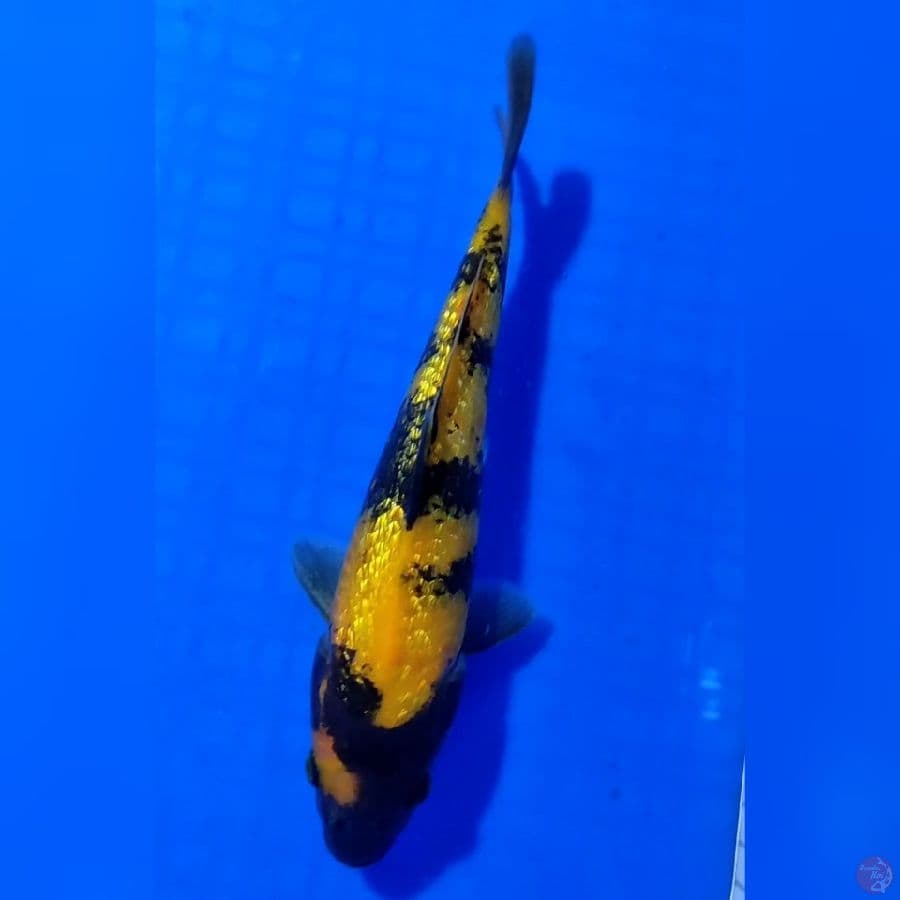 KI UTSURI GINRIN 20cm