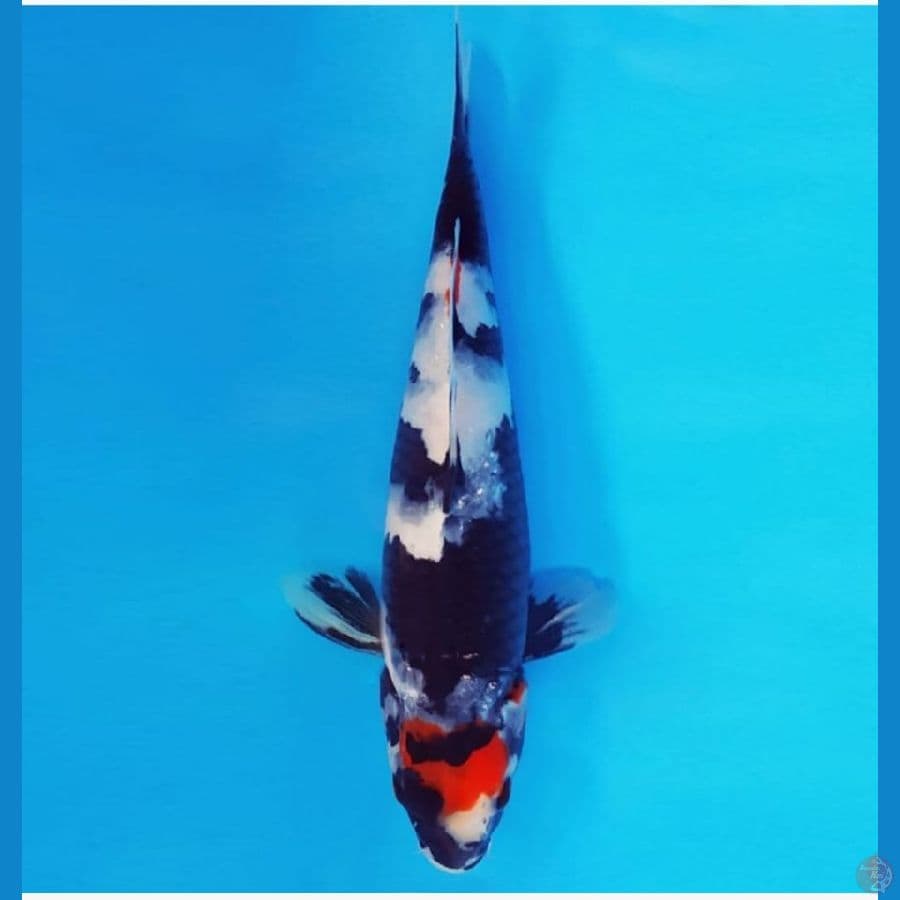 KAGE SHOWA 27 cm male