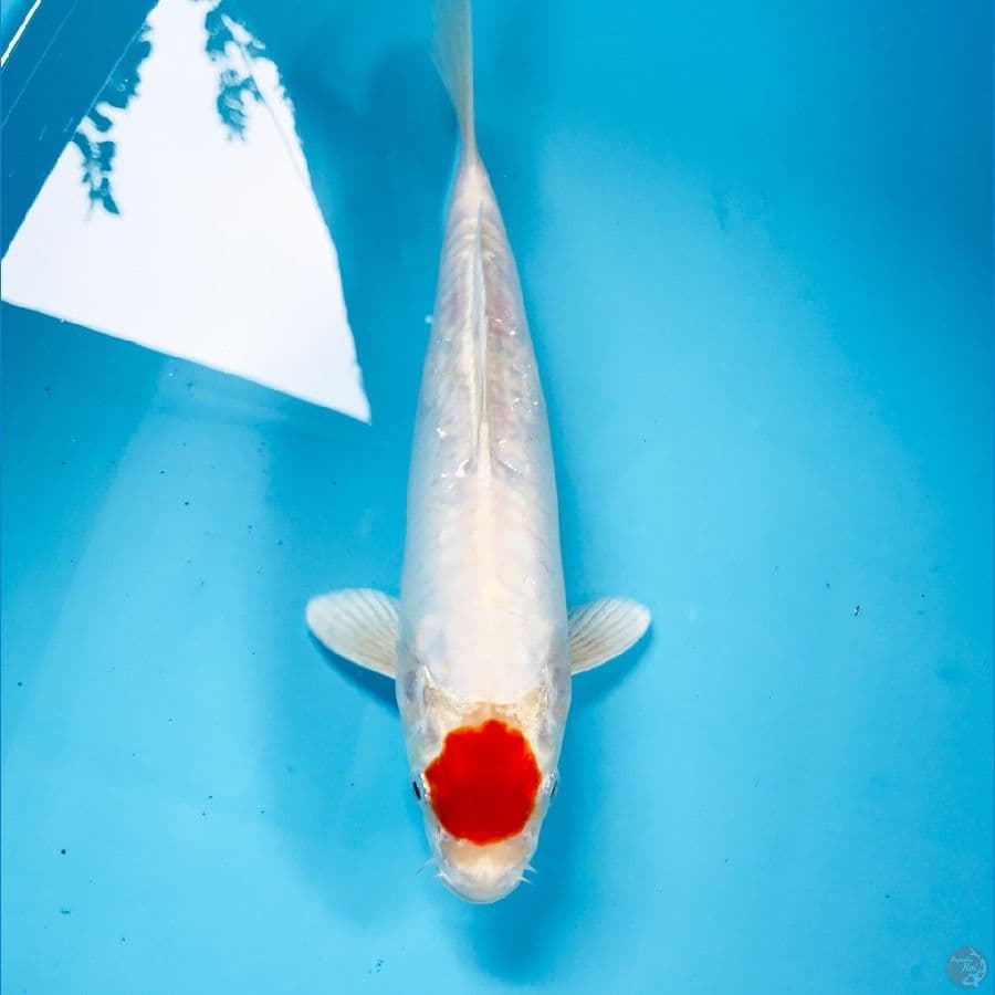 tancho kikushui, 28 cm