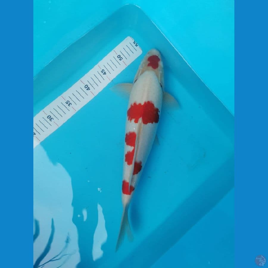 kohaku jumbo 42 cm merah strong