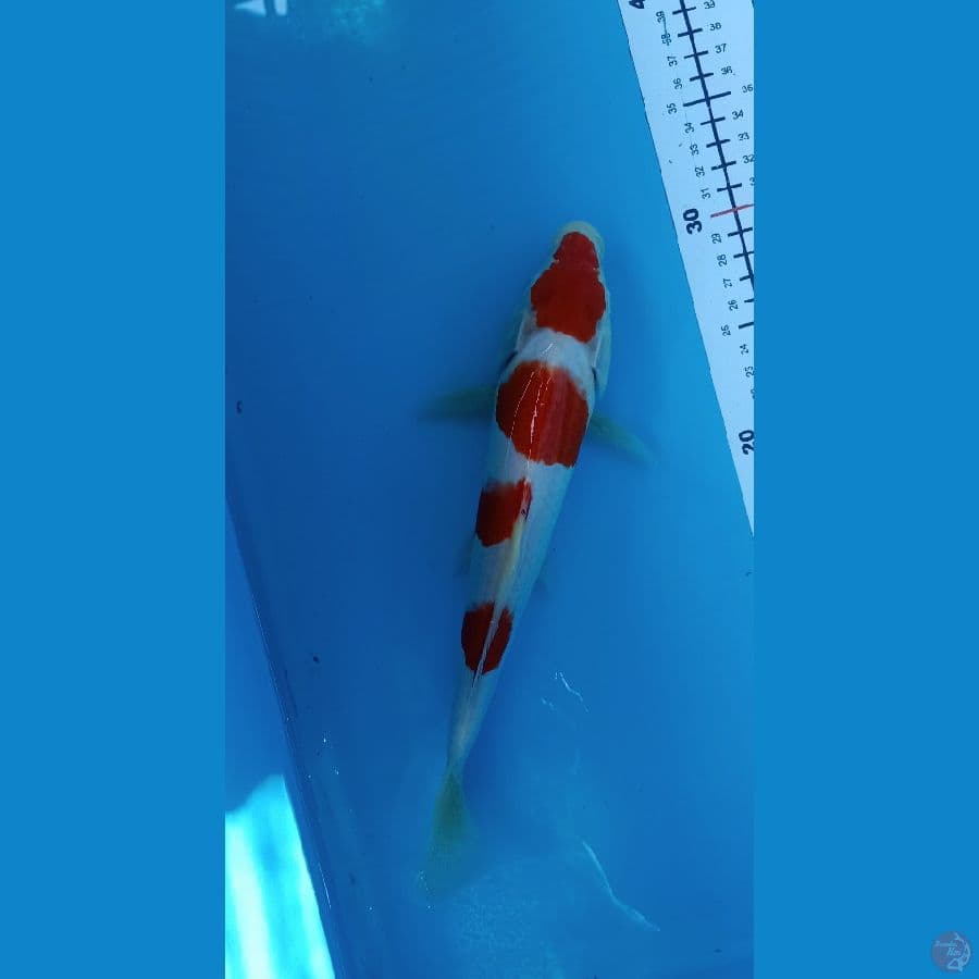 Kohaku