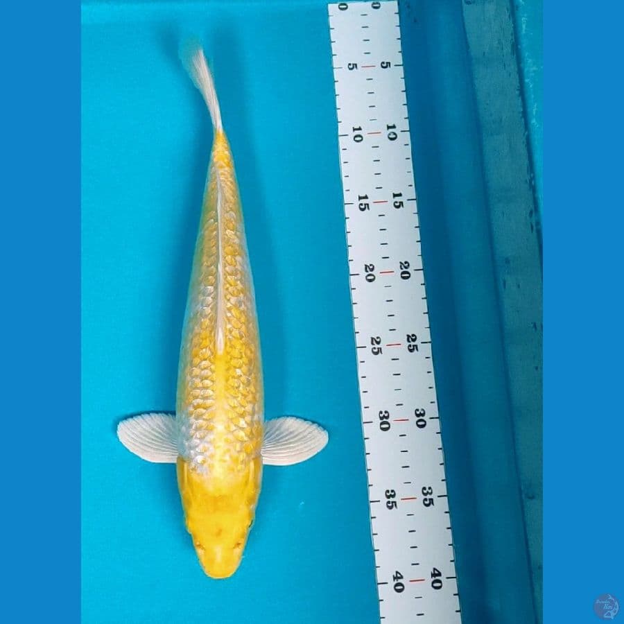 hariwake ginrin 35cm male
