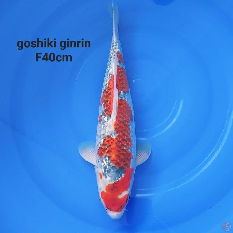 gaz - GOSHIKI GINRIN