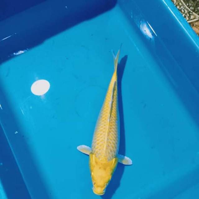 Ogon 28cm