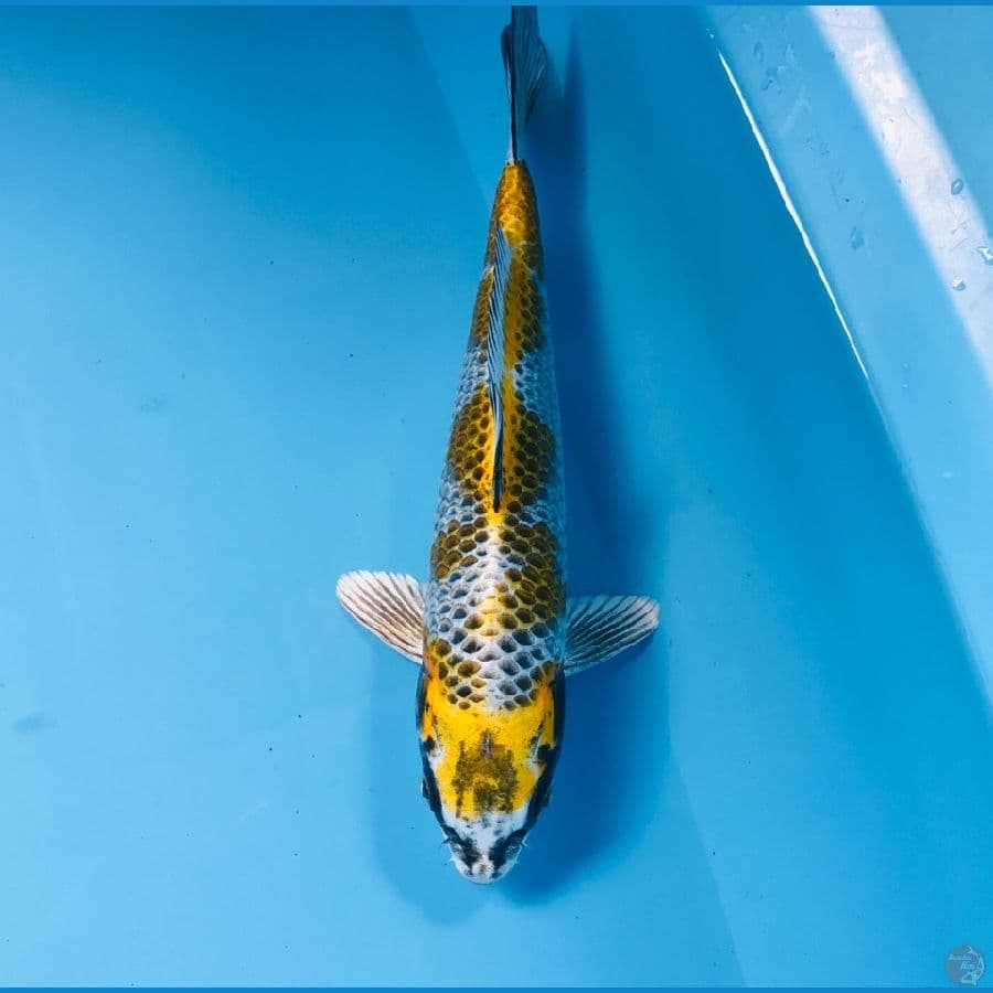 gingga kujaku, 23 cm