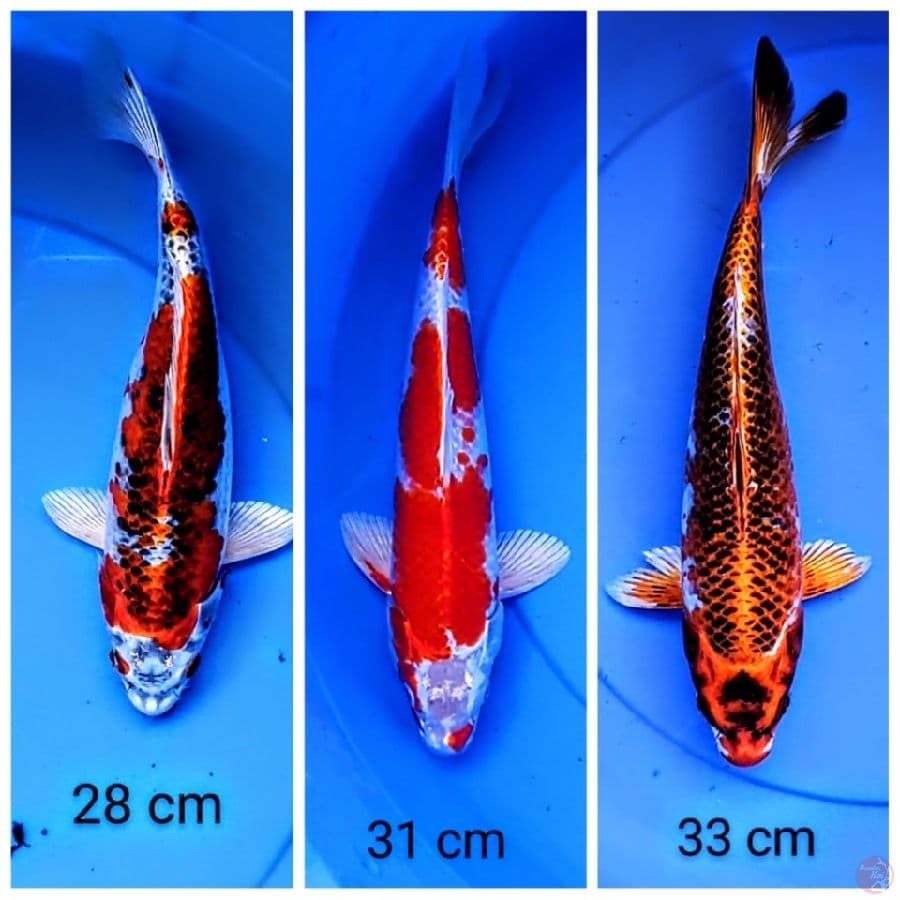 mix mantap 28-34 cm