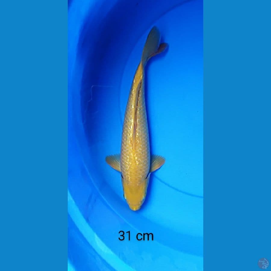 karashi full ginrin punuk 31 cm