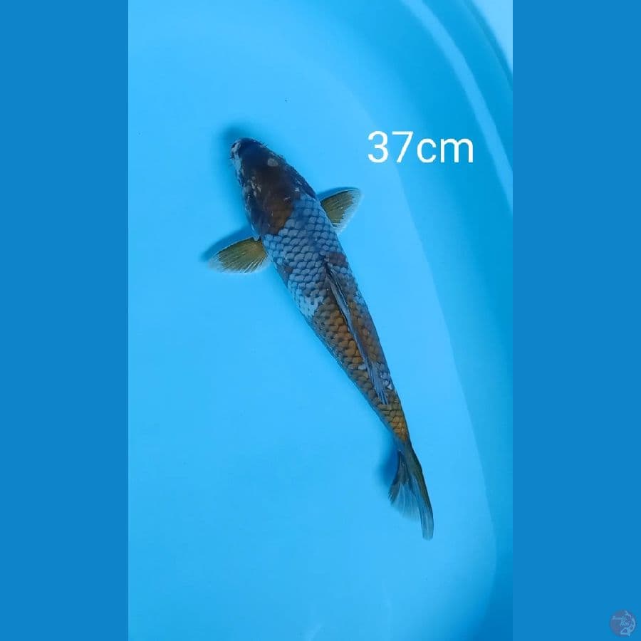 ochiba 37cm