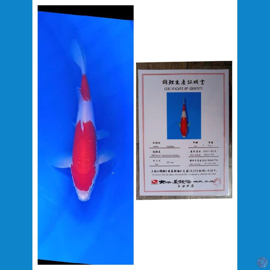 Kohaku Dua Step Ori Danichi