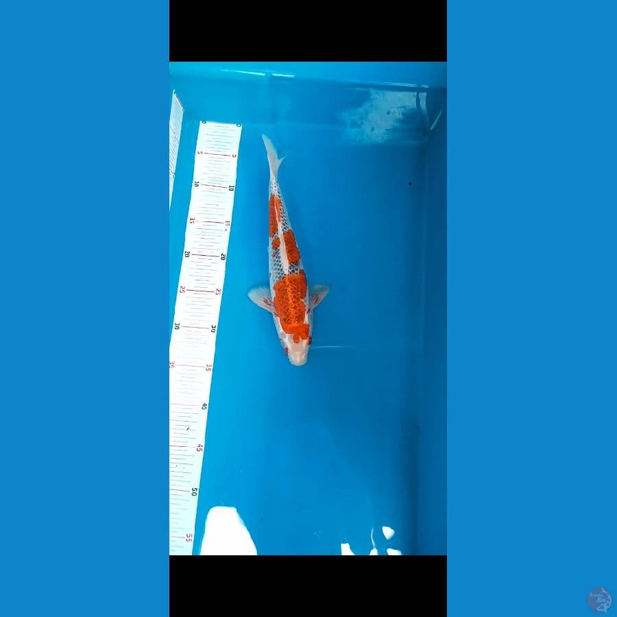 Ghosiki racing 30cm Male