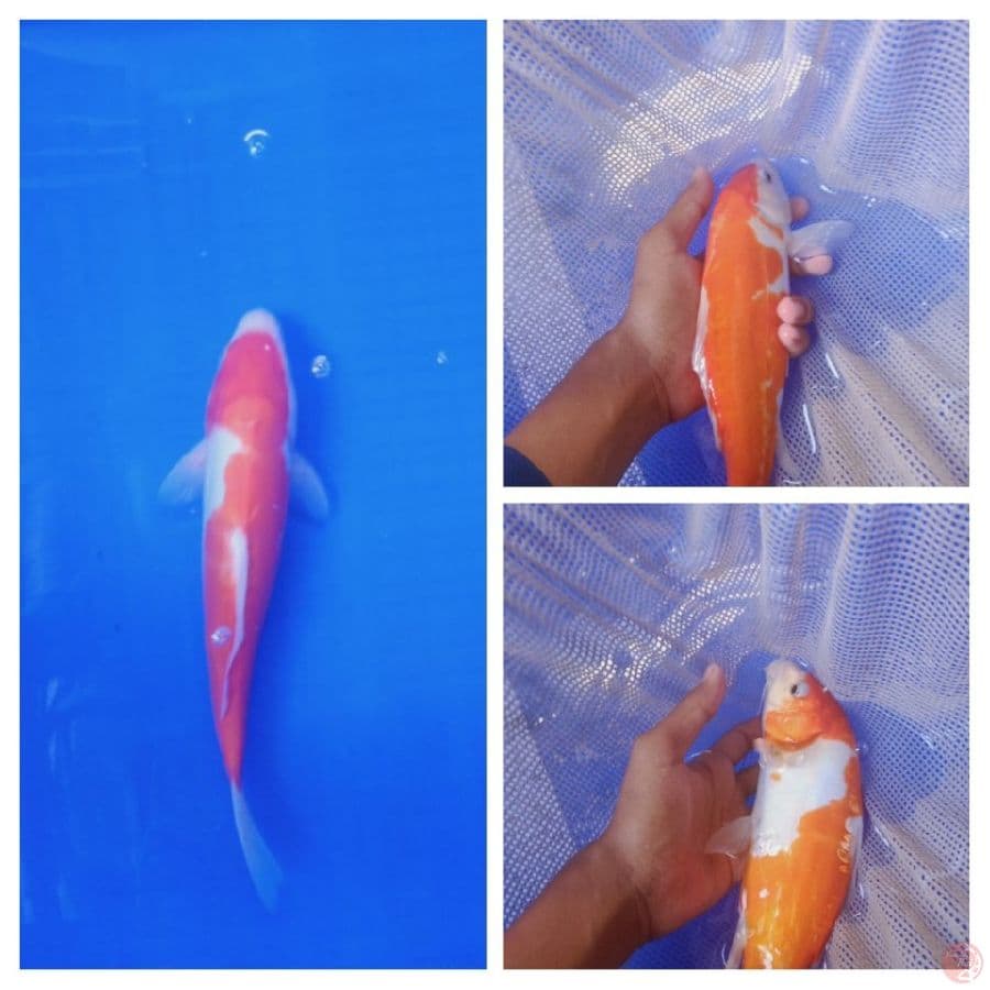 25 cm kohaku doitsu