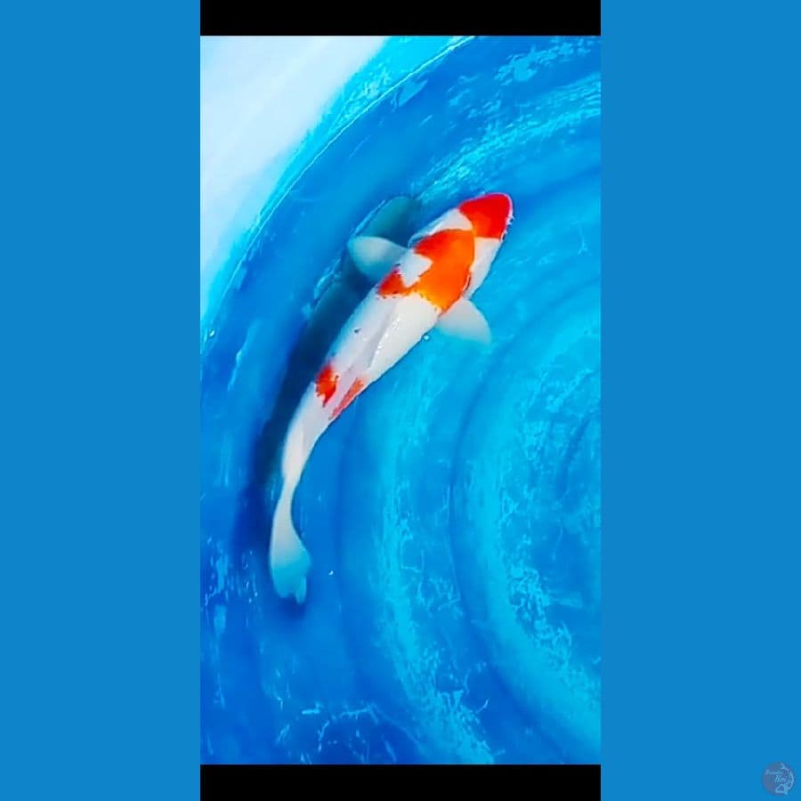 the kohaku