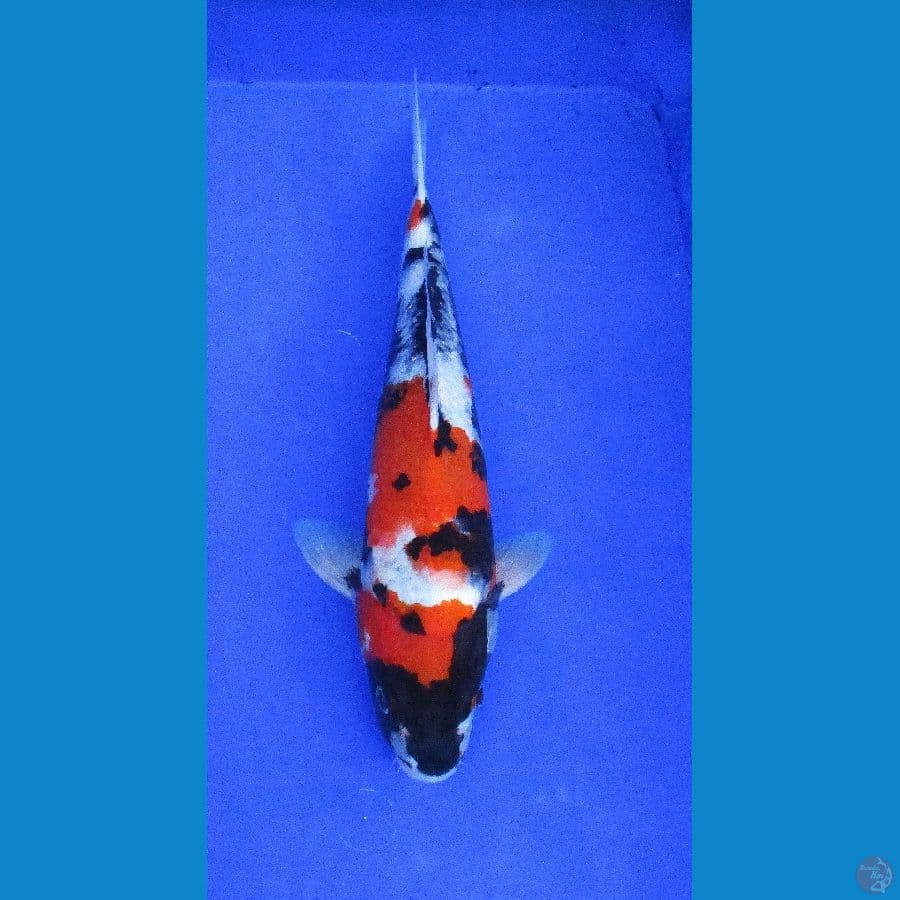 showa ±36cm