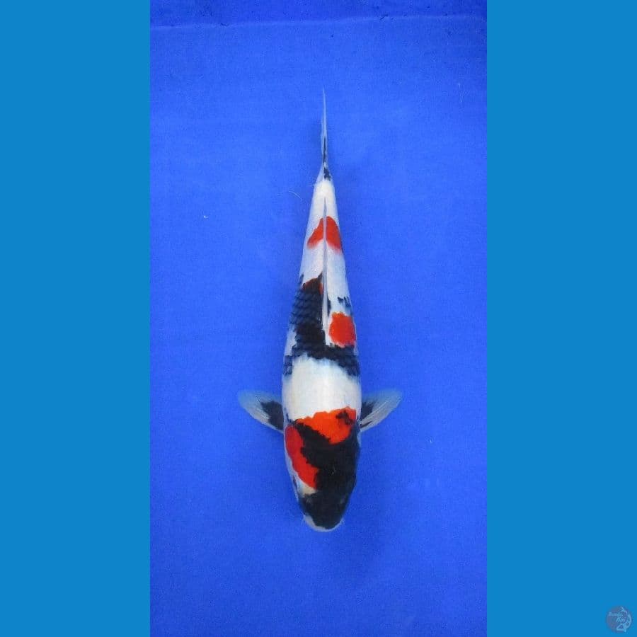 showa sansoku ±33cm