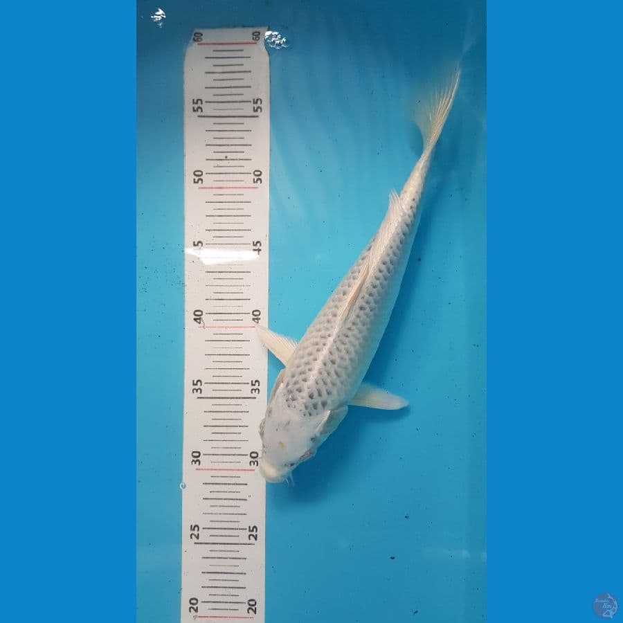 kin matsuba 28cm