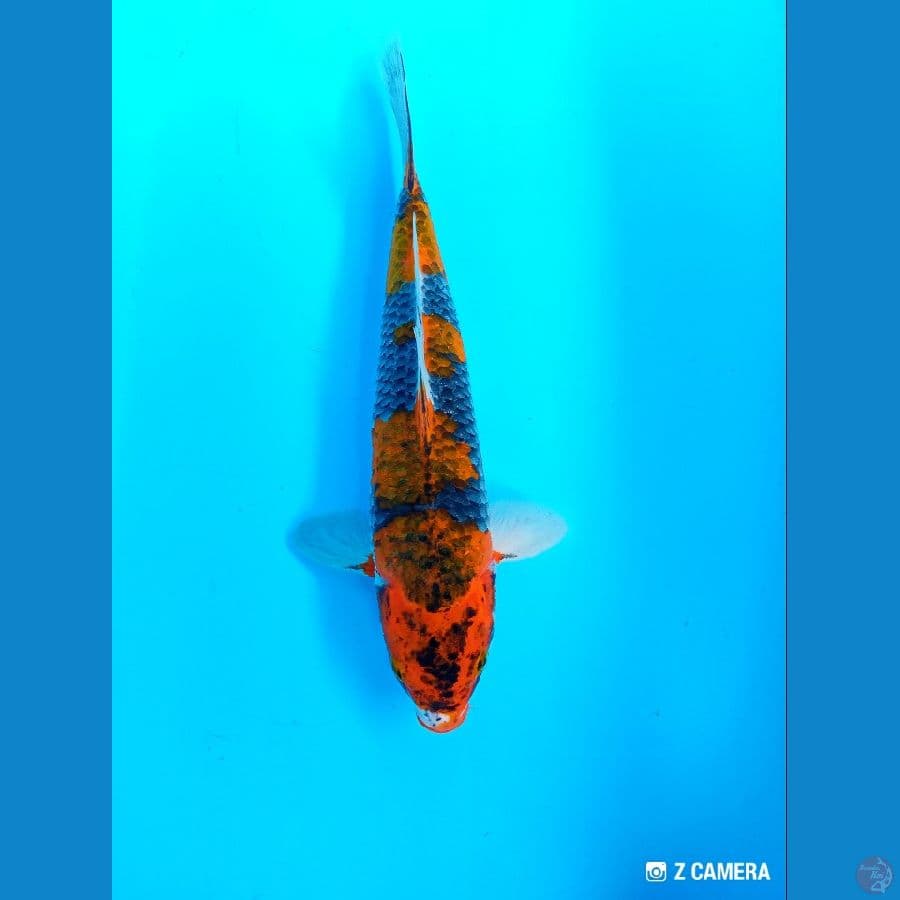 ociba 30 cm