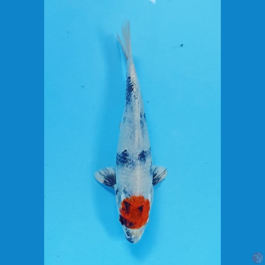 tancho kin showa 18cm