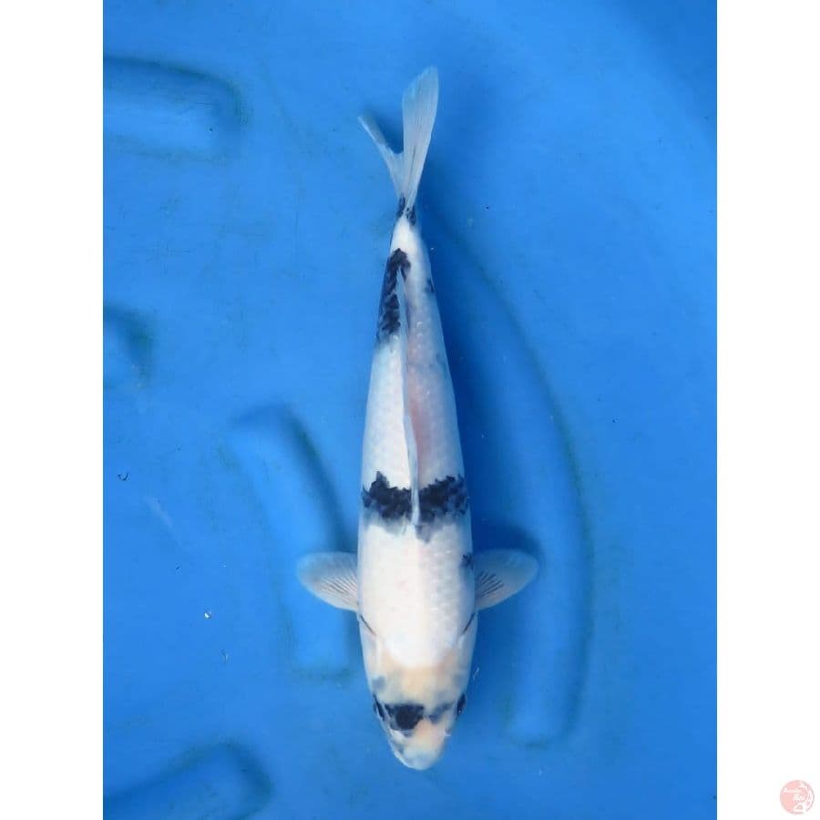 38cm - Shiro Tategoi