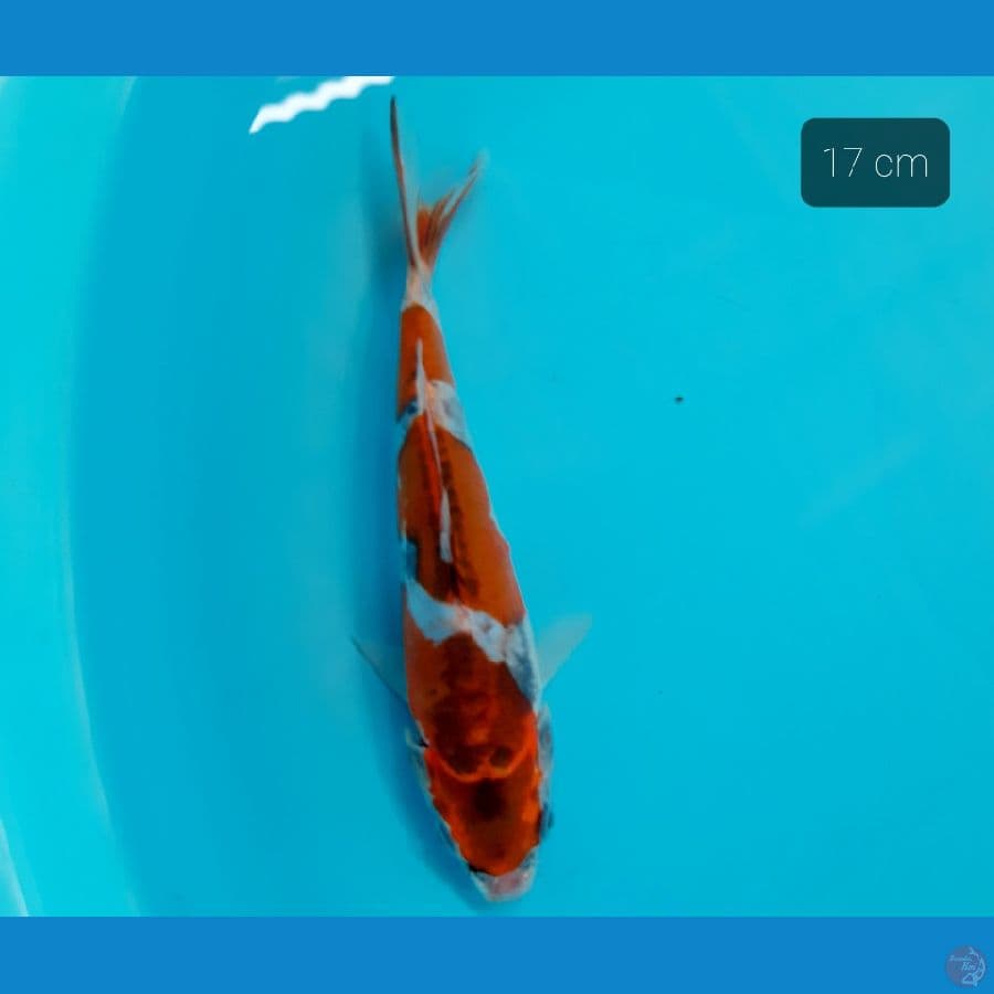 kiko doit 17 cm