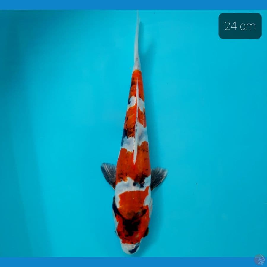 showa doit 24 cm