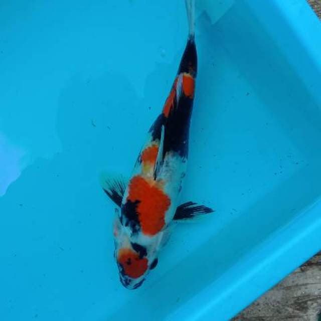 Showa