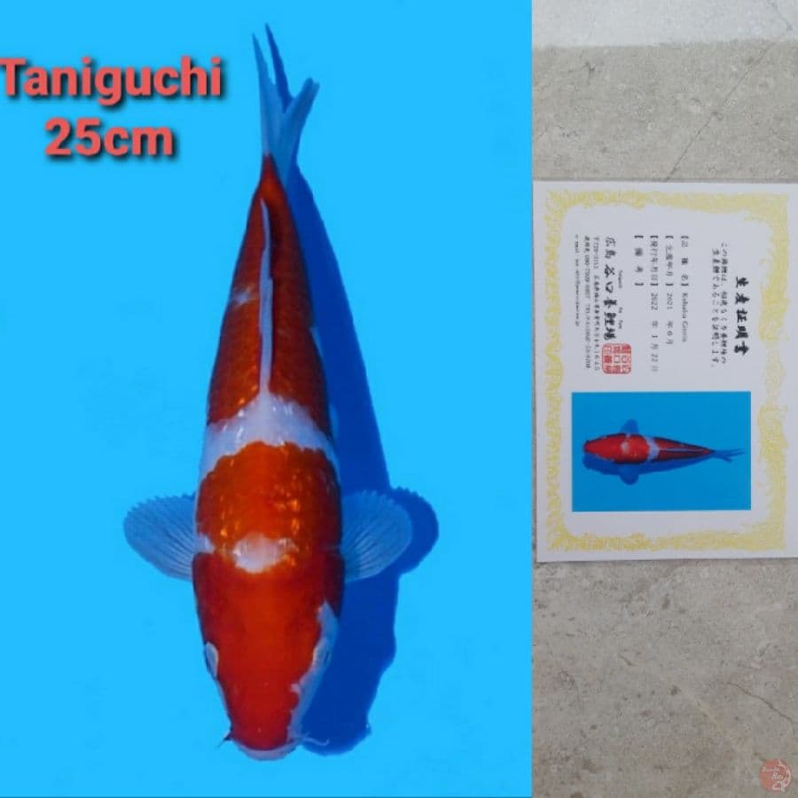 TANIGUCHI KOHAKU GINRIN 25CM