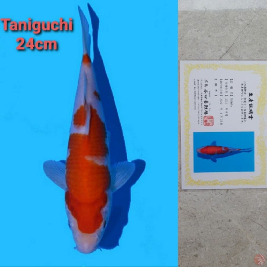 TANIGUCHI KOHAKU 24CM