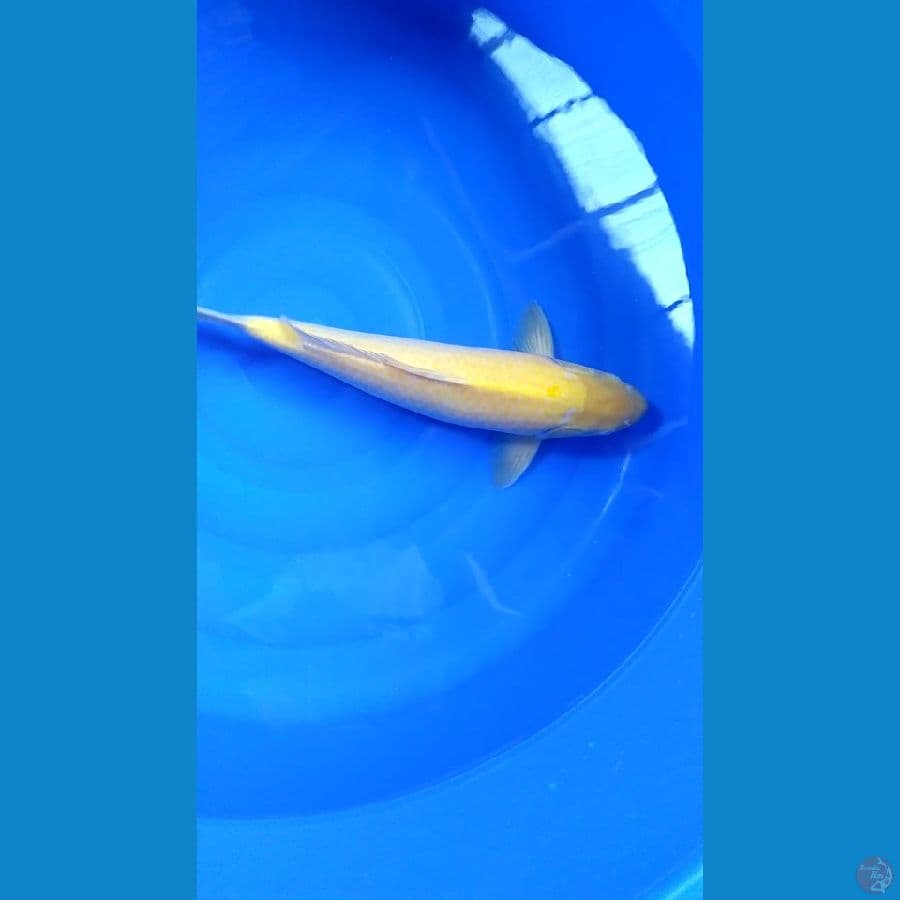 Karashi Mata Merah.. 43cm. male