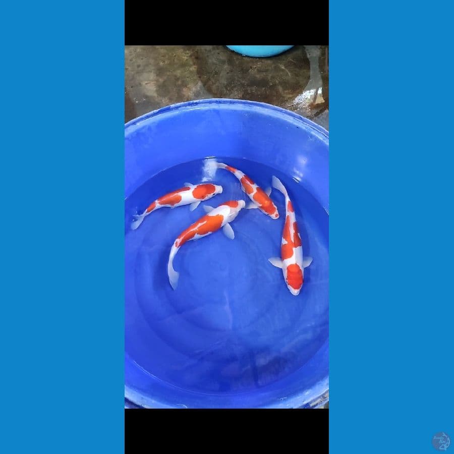 F1 KOHAKU DOITSU 40-46CM VIDEO BY WHATSAP
